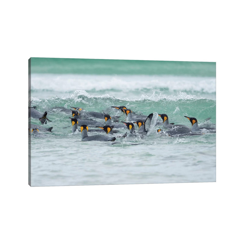 King Penguin, Falkland Islands. by Martin Zwick - Wrapped Canvas Print, 20.32 cm H x 30.48 cm W