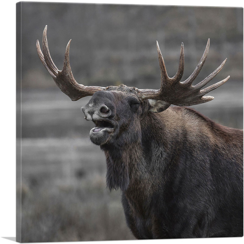 «Alaskan Moose Home Decor», reproduction de photo sur toile tendue, H 36 po x l 36 po x P 0,75 po