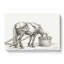Horse Drinking by Jean Bernard - Wrapped Canvas-55360283