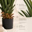 Fausse plante d'agave en pot-1602638697-1602638699