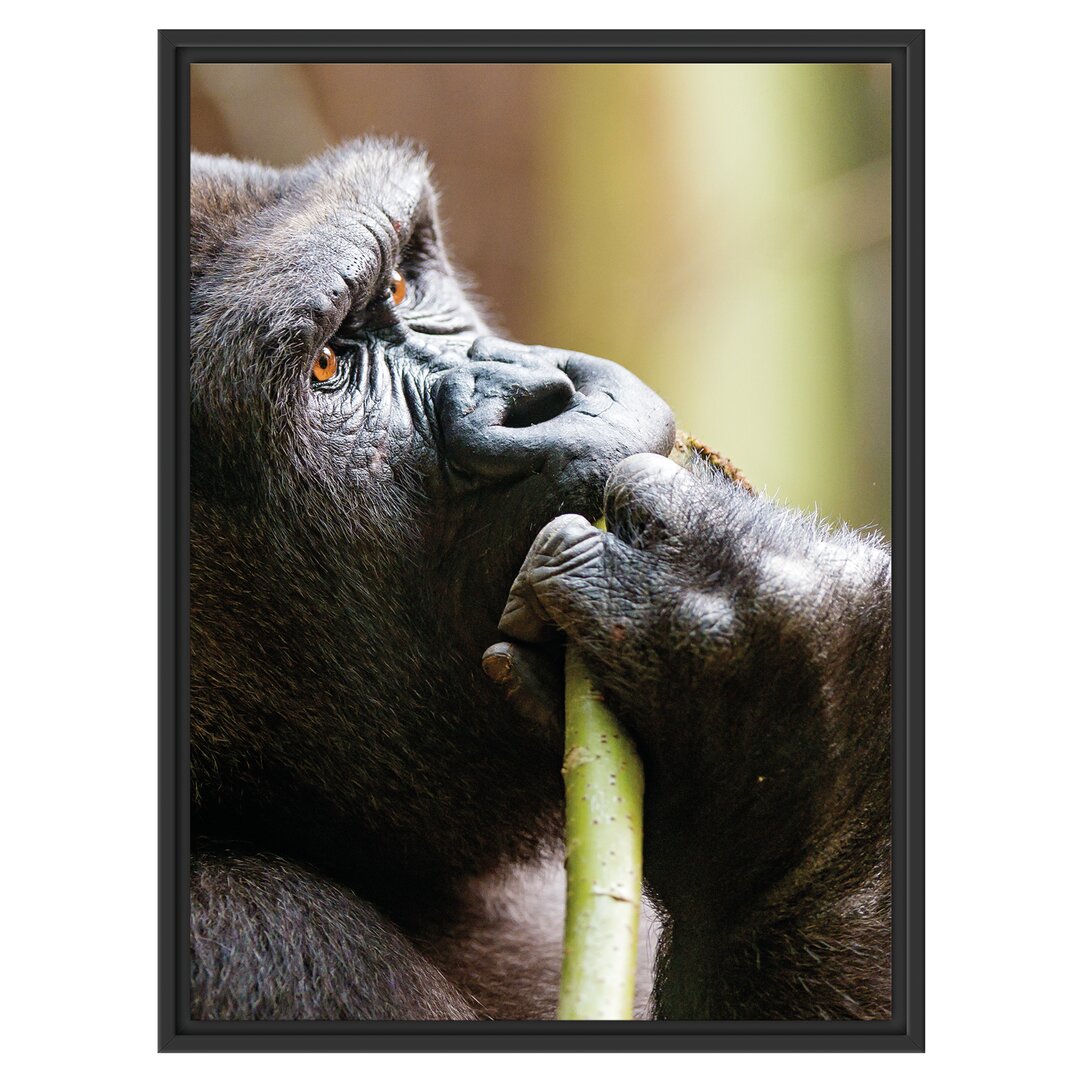 Gerahmtes Wandbild Gorilla isst