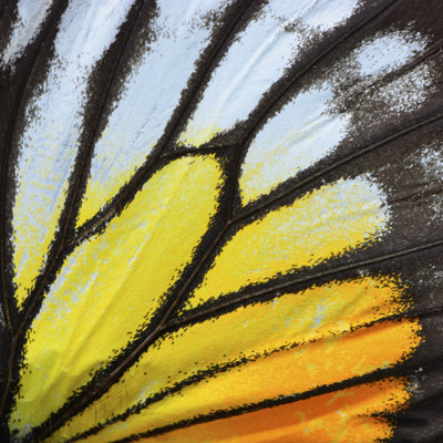 Orange Butterfly Wing - Wrapped Canvas Print
