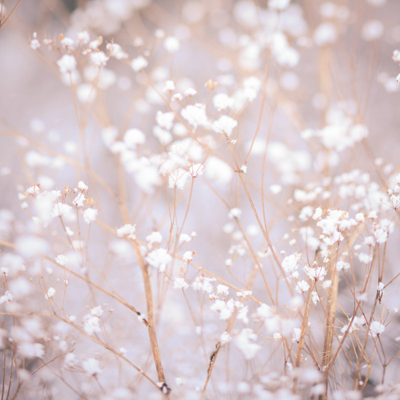 Winter Plant Background by Oksix - Wrapped Canvas Print, 30cm H x 30cm W