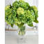 Grand hortensias verts dans un vase