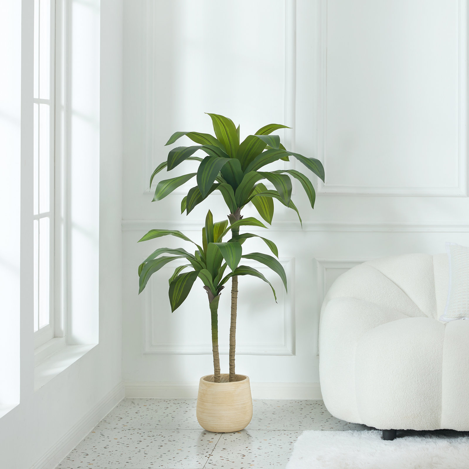 Adcock Dracaena Tree in Pot, Green, 48" H x 20" W x 20" D