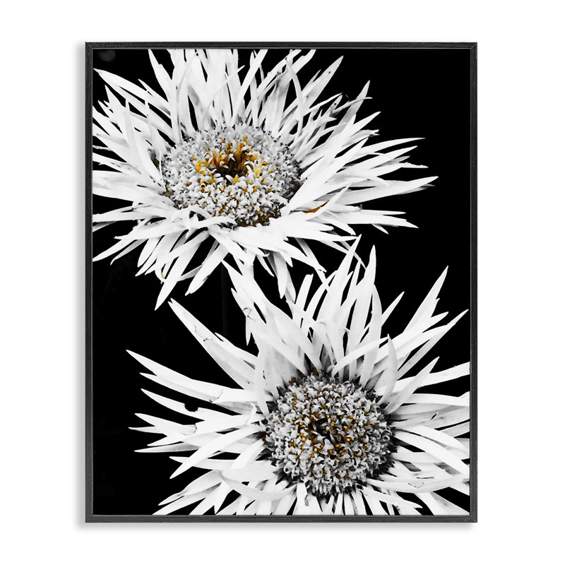 «Bold Contrast Flower Buds», estampe numérique encadrée par Heidi Bannon, H 20 po x l 16 po, Estampe numérique Farmhouse