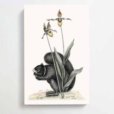 Black Squirrel by Mark Catesby - Wrapped Canvas
