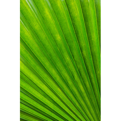 " Palm Leaf Texture " by Wachiwit