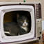 82.55cm H Cat Tree