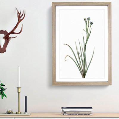 Bermudiana Flowers by Pierre-Joseph Redoute - Single Picture Frame Painting