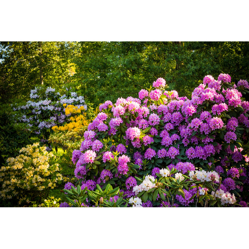 Rhododendron Plants - Wrapped Canvas Print, 61cm H x 91cm W