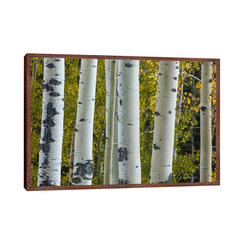 Aspen Trunks by Bill Sherrell - Gallery-Wrapped Canvas Giclée on Canvas, 66.04 cm H x 45.72 cm W, Classic Wood Framed