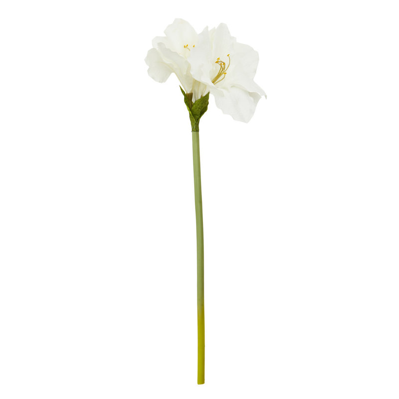 Fiori Amaryllis Arrangement