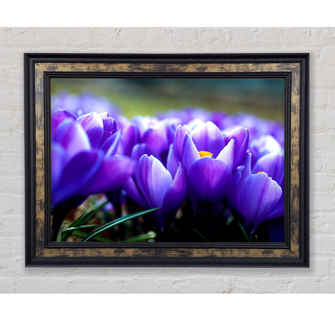 Gerahmtes Wandbild Purple Crocus Garden