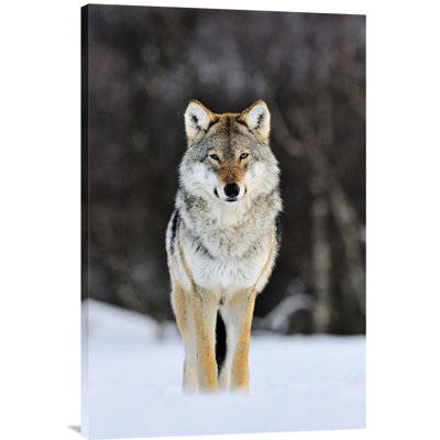 " Gray Wolf Standing "