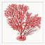 Red Branch Coral 7 Print by Lillian August