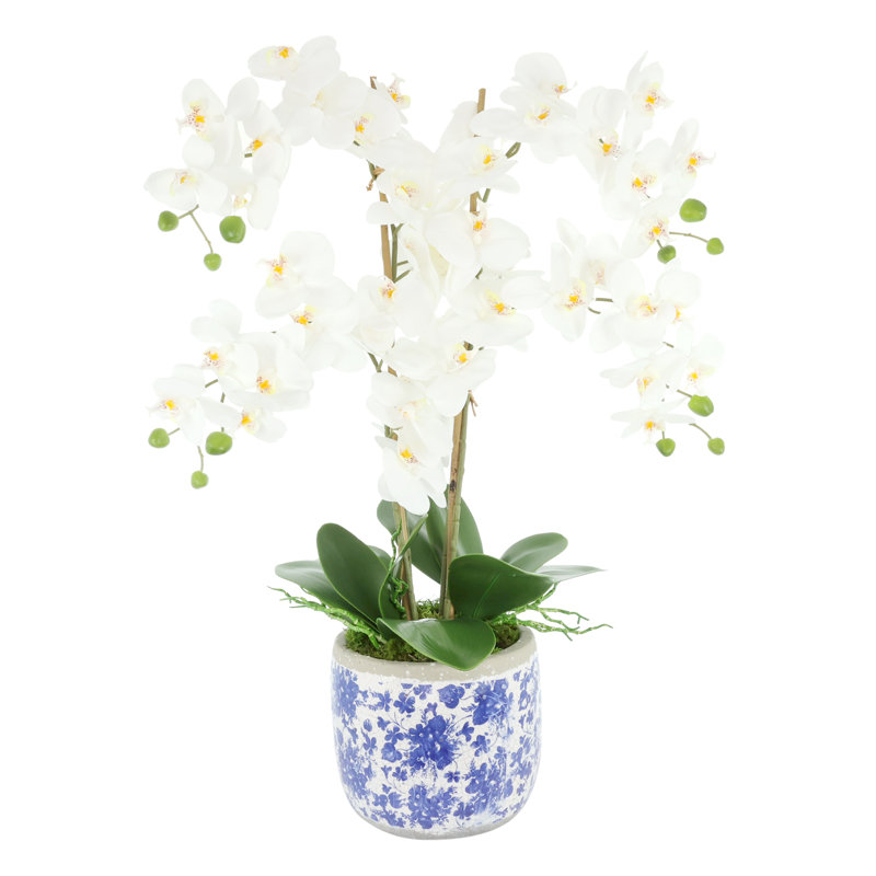 Phalaenopsis Floral Arrangement