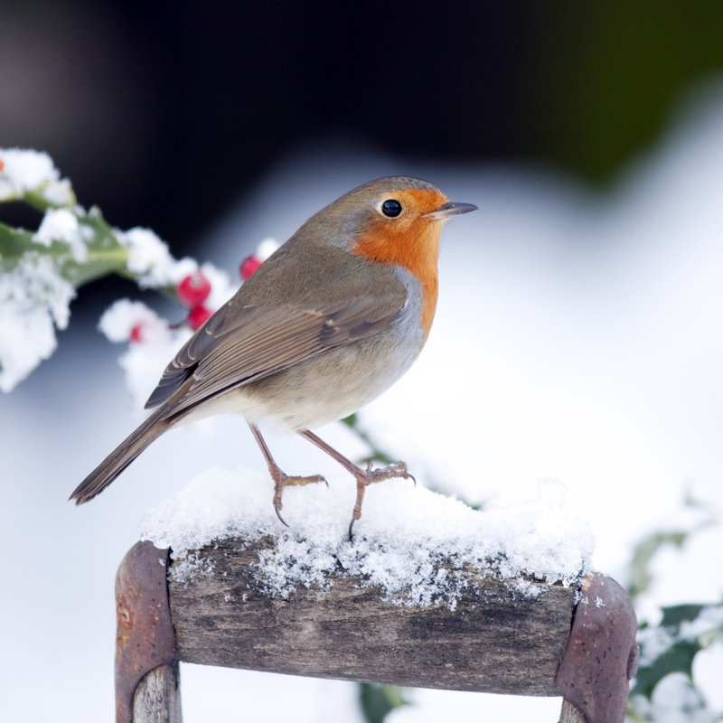 Robin by Andrew_Howe - Wrapped Canvas Print, 122cm H x 122cm W x 3.8cm D