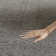 Wiley Grey Rug