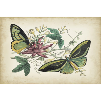 Fanciful Flight II by John Wiek - Wrapped Canvas Painting