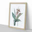 Limodorum Orchid Flowers by Pierre-Joseph Redoute - Picture Frame Painting Print-55580798-55580799