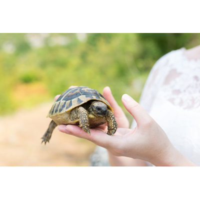 Turtle In Hand by Biggunsband - Wrapped Canvas Print
