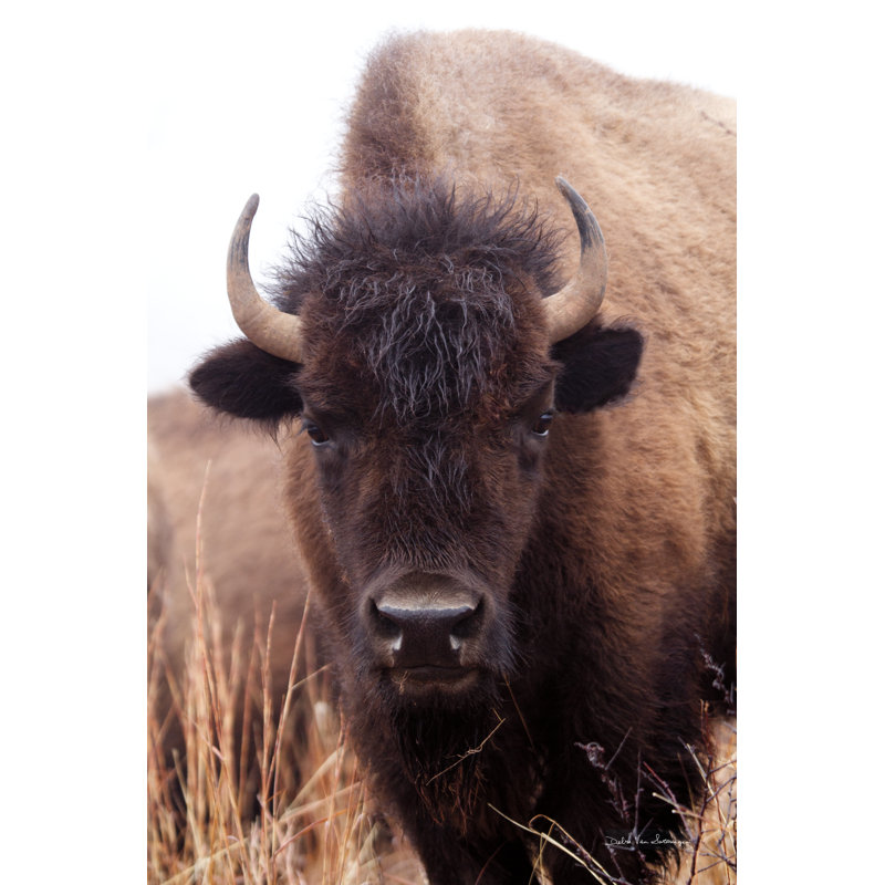American Bison IV - Wrapped Canvas Print, 122cm H x 81cm W 