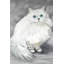 Reproduction de chat persan Chinchilla sur toile-1184493957