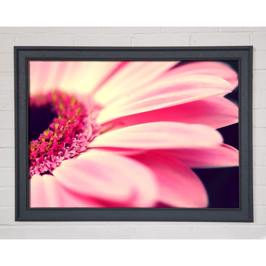 Gerahmtes Wandbild Gerbera Pink Petal Close-Up