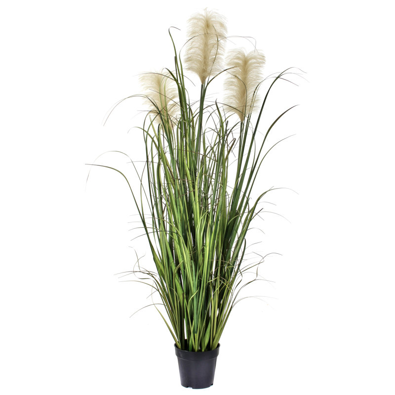 Plumosa artificiel 52 po en pot