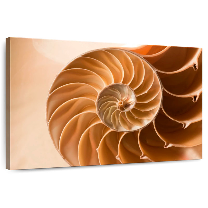 Aletra Nautilus Shell Inside, 34" H x 51" W