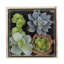 Succulent assortis en pot
