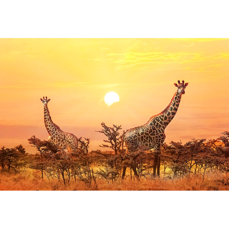 Group Of Giraffes - Wrapped Canvas Print, 61cm H x 91cm W x 3.8cm D