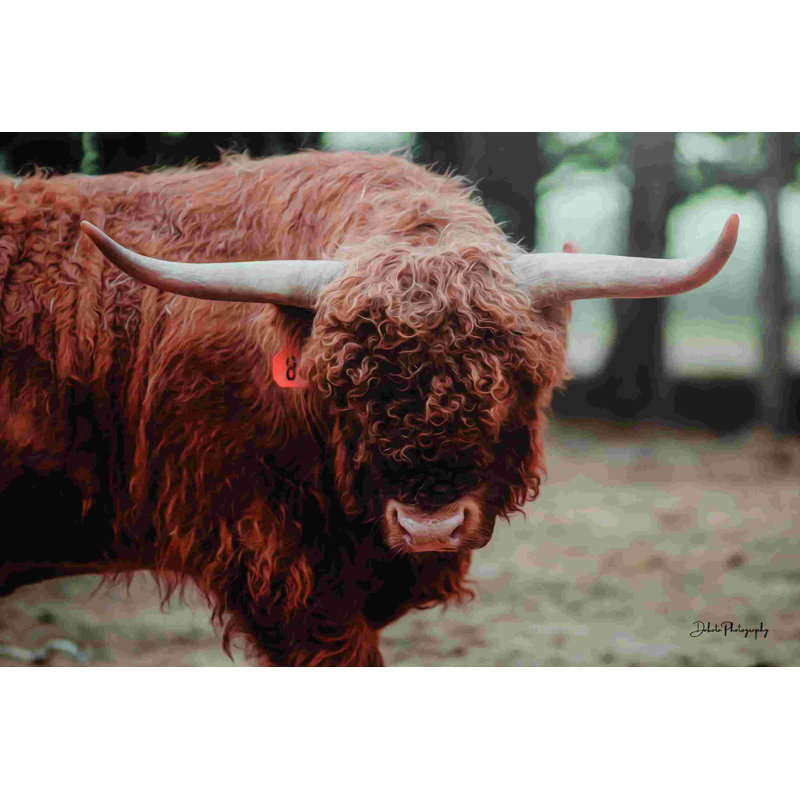 " The Bull Look " by Dakota Diener, 30" W x 20" H