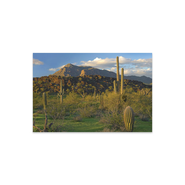 Foundry Select Saguaro Cacti, Picacho Mountains, Picacho Peak State ...