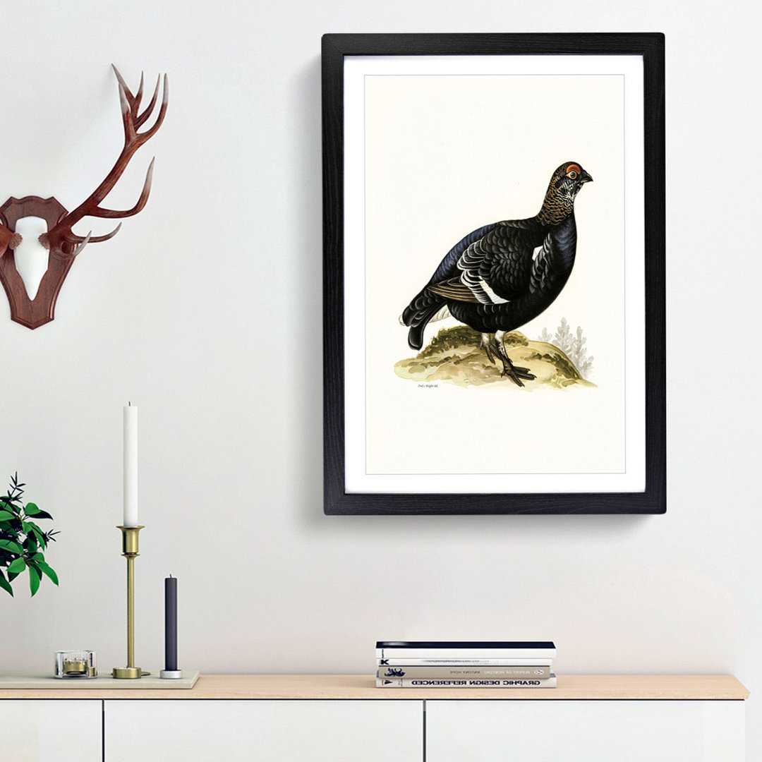 A Black Grouse by Von Wright - Framed Print