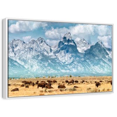 Bison Herd In Grand Teton