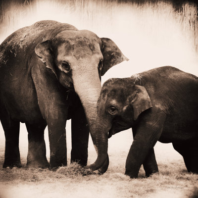 «Elephant III sépia» par Debra Van Swearingen - photographie sur toile tendue