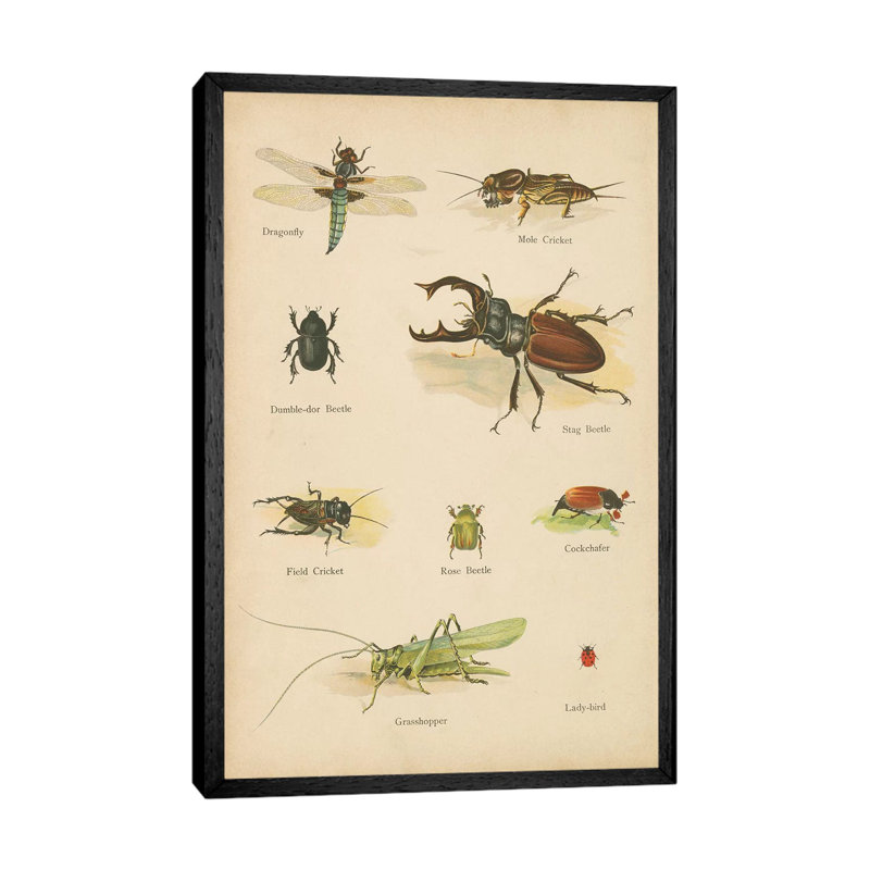 Natural History Book IV - Print on Canvas, 66.04cm H x 45.72cm W x 3.81cm D, Black Framed