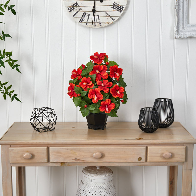 Hibiscus plante dans un vase décoratif