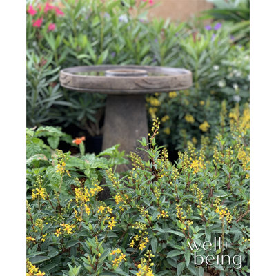 Nature's Way Farms Thryallis Live Plant 25-30 inches Tall in Grower Pot