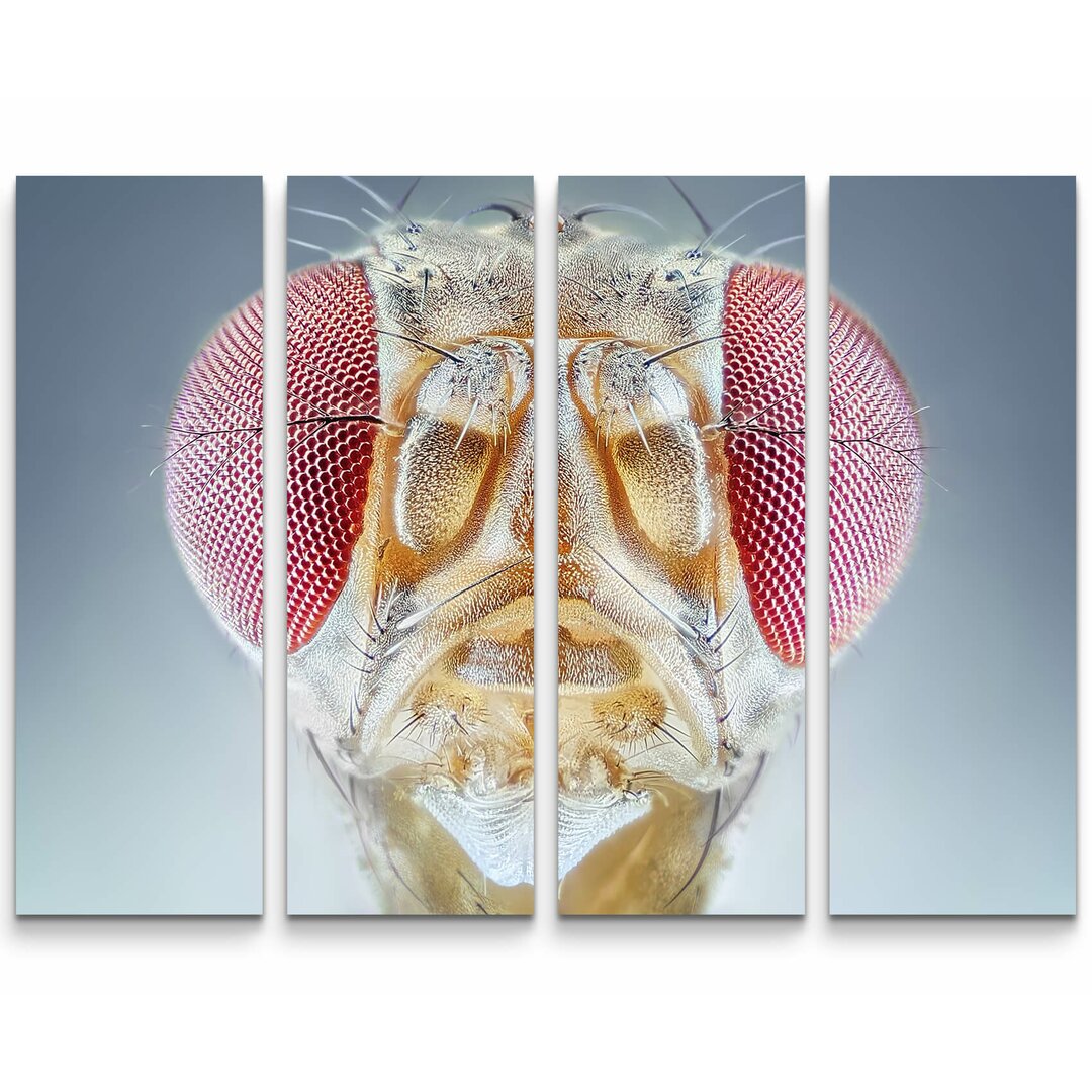 4-tlg. Leinwandbilder-Set Fruchtfliege Portrait