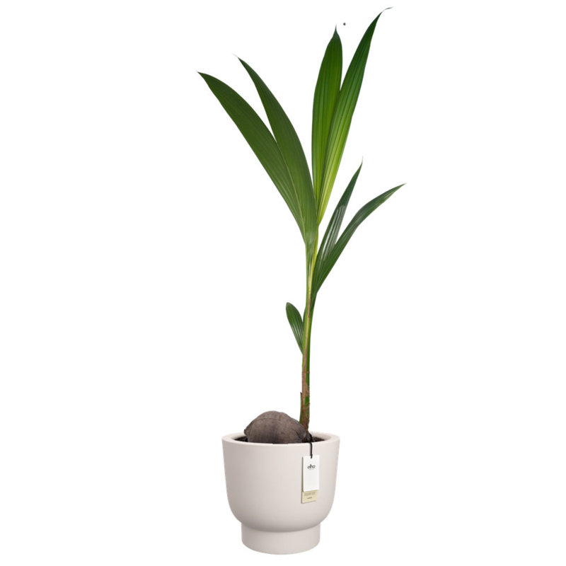 Elho Amber Grail, 46.2cm H x 47.2cm W x 47.2cm D, White