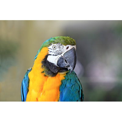 Macaw - Wrapped Canvas Print