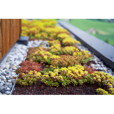 " Yellow Blooming Sedum "