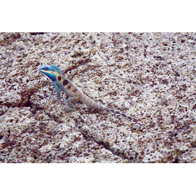 " Camouflage Lizard With Blue Head "