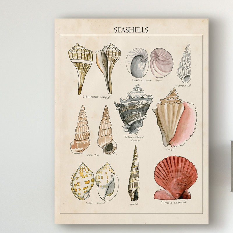 «Seashell Sketch II» par Naomi McCavitt, reproduction d'art graphique sur toile, H 47 po x l 35 po x P 2 po