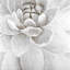«Delicate White Chrysanthemum - Beige Botanical», reproduction encadrée-1097558697