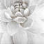 Toile délicate encadrée de chrysanthème blanc | Décoration intérieure-120118075