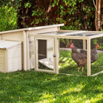 Achilles ECOFLEX Backyard Chicken Coop with Built-In Nesting Box